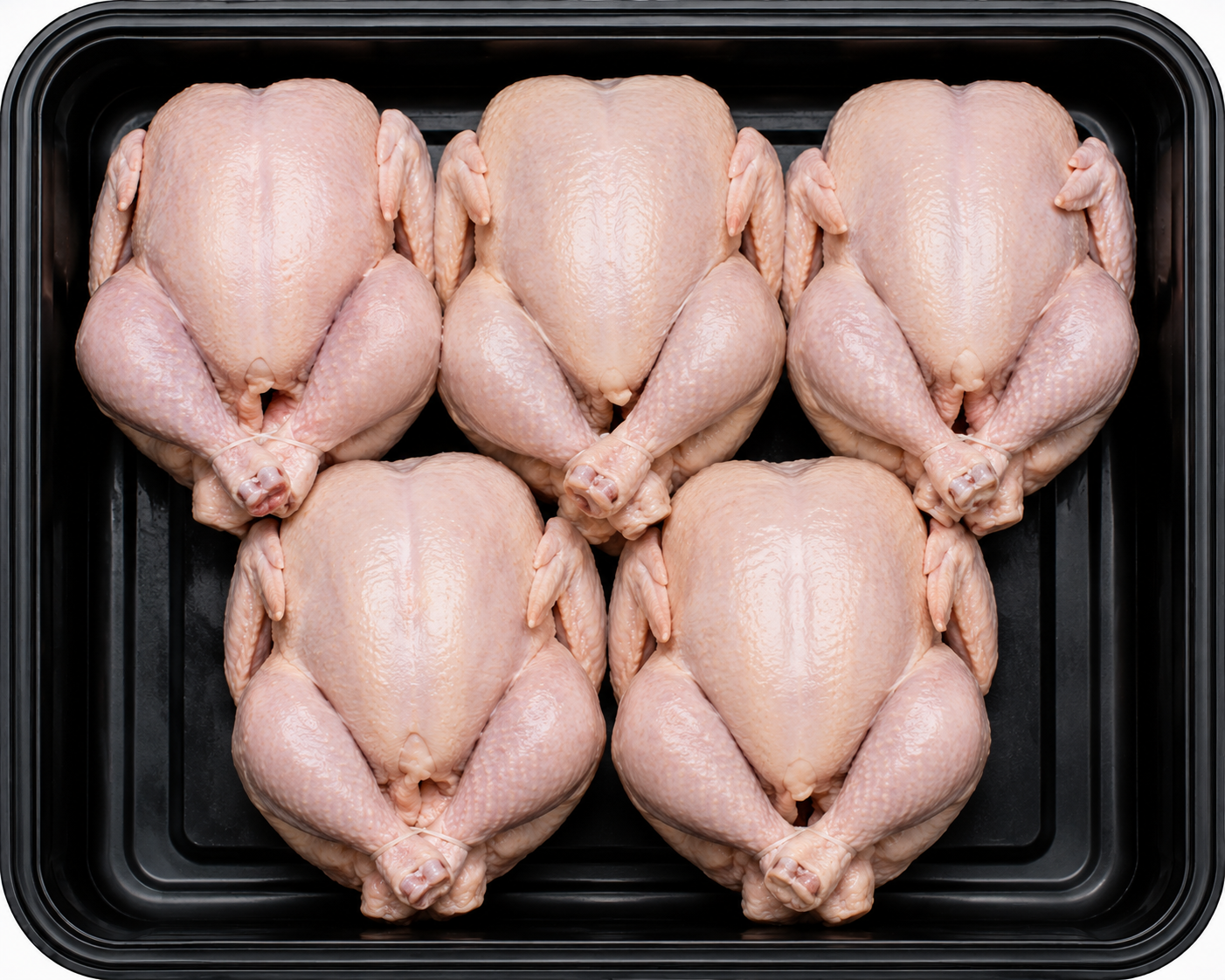 Baby Chicken x5